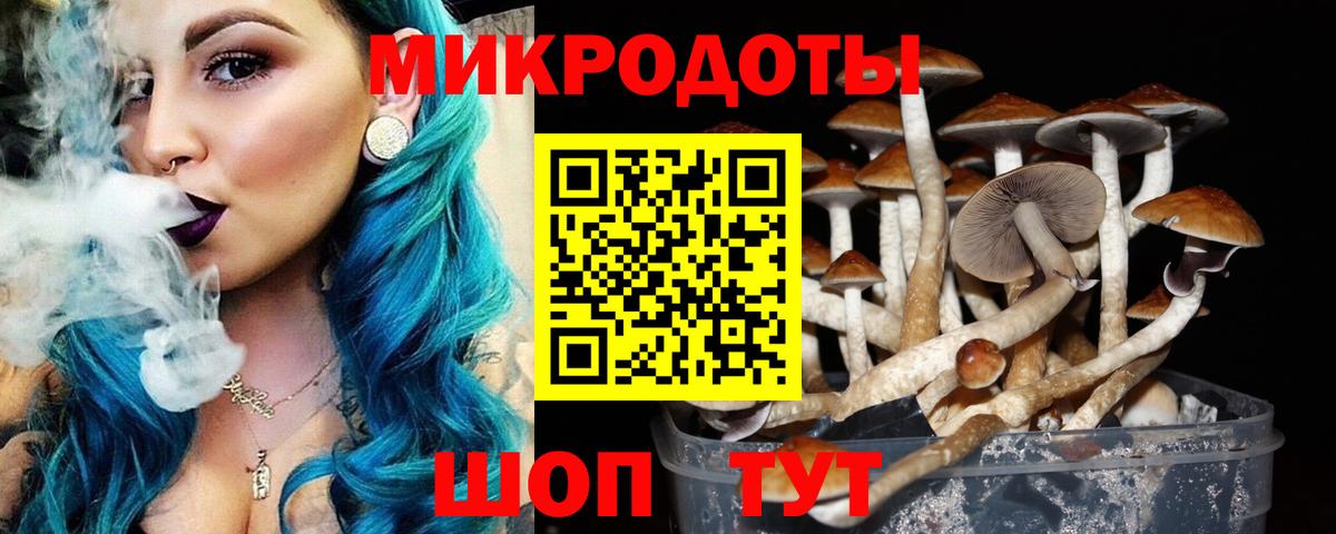Псилоцибиновые грибы Psilocybe Фрязино
